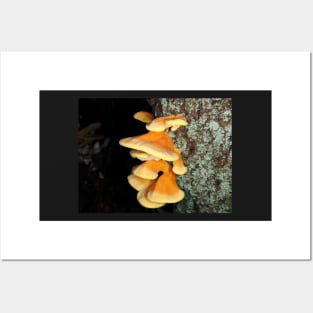 Chicken of the woods mushrooms Posters and Art